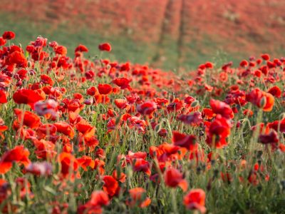 remembrance day at the shed