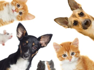 pet appreciation day